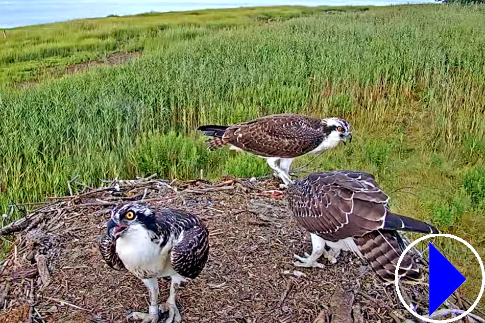 ospreys in new hampshire