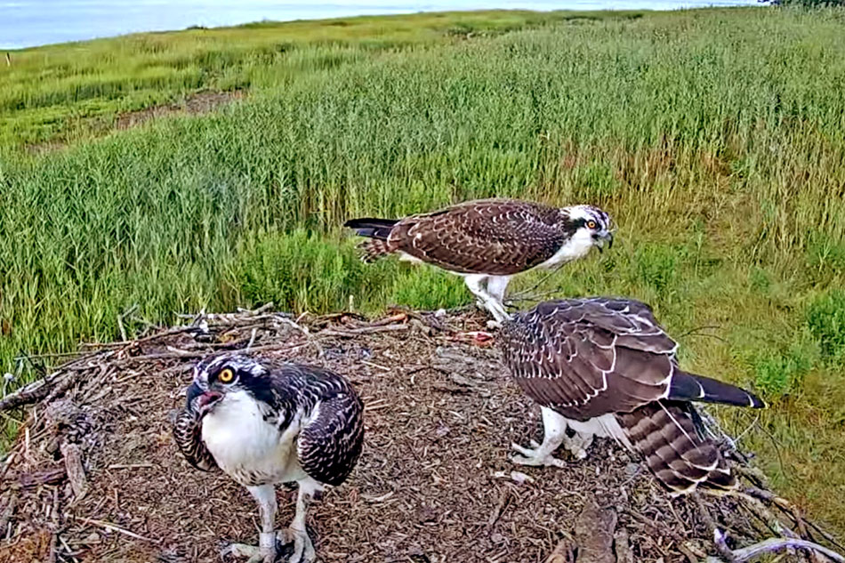 ospreys in new hampshire