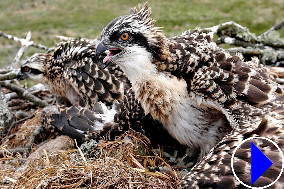 young ospreys