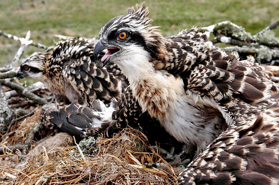 ospreys in a nest