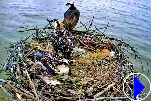 ospreys in virginia