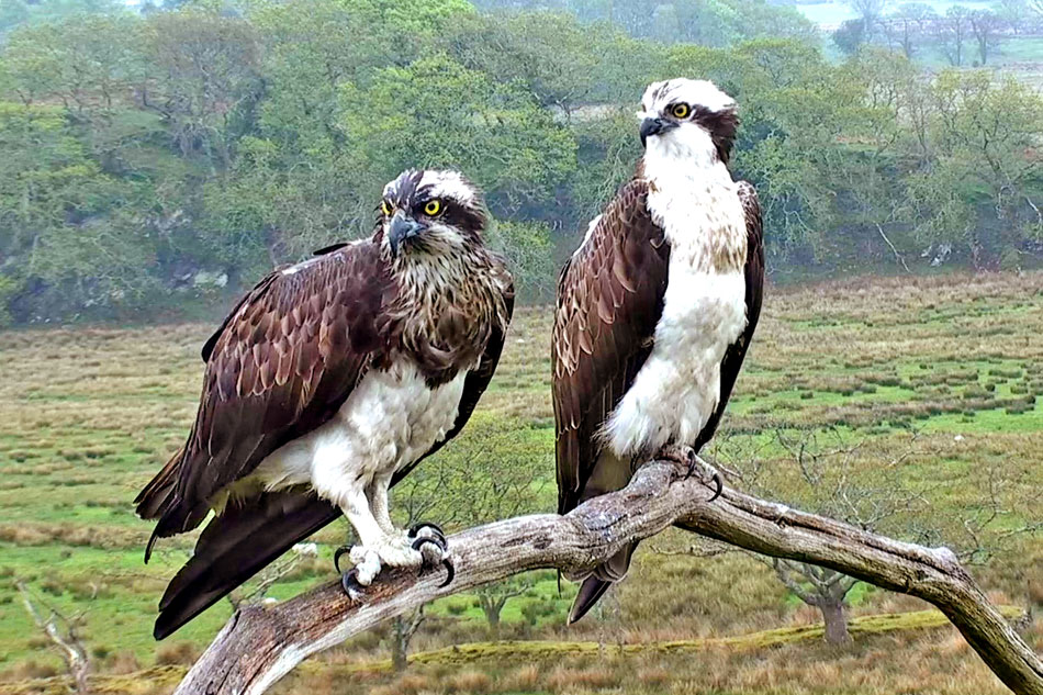 ospreys in wales