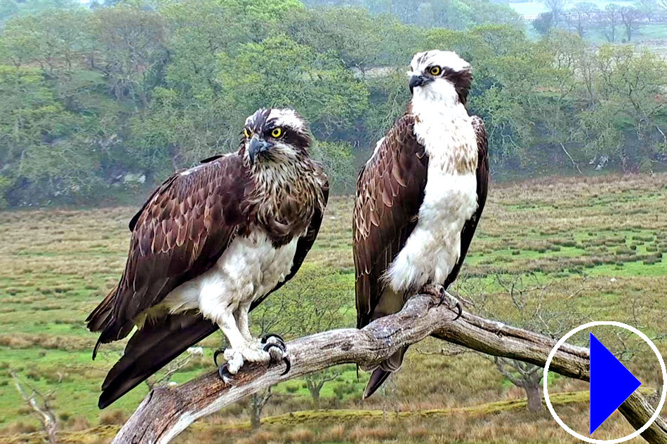 two ospreys on a branch