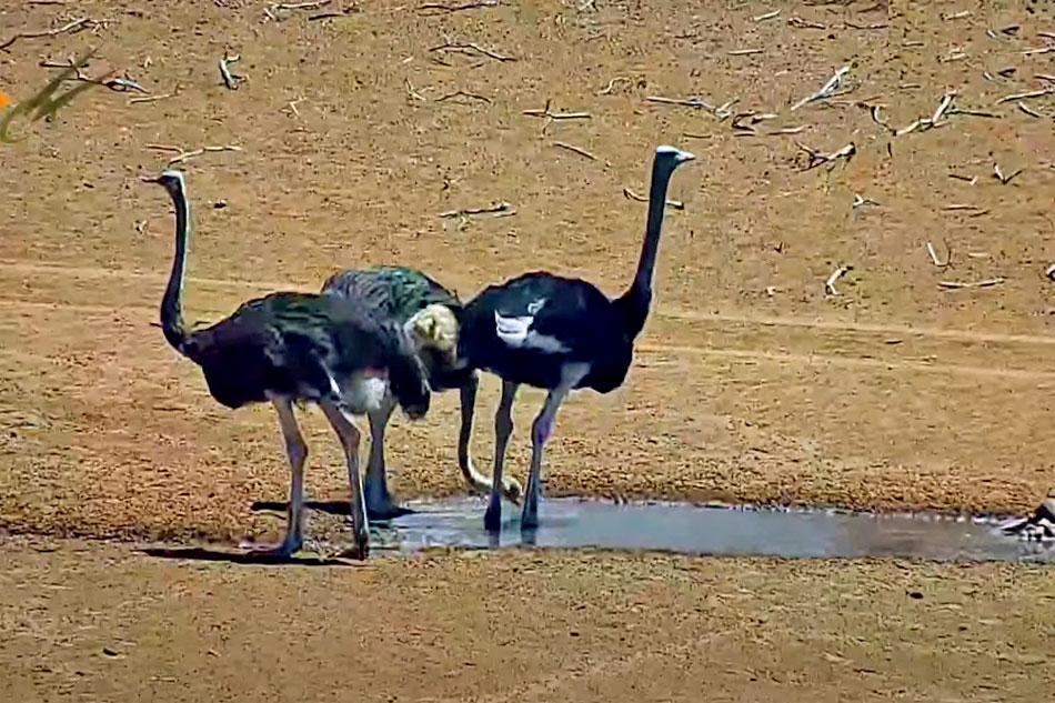 ostriches in the kalahari