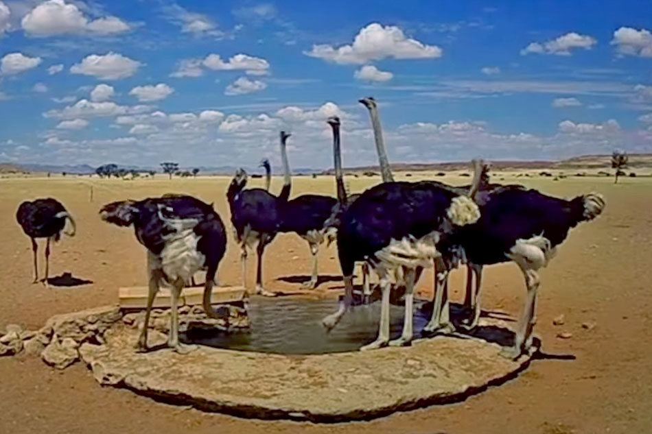 ostriches in namibia