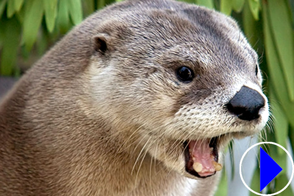 north american river otter