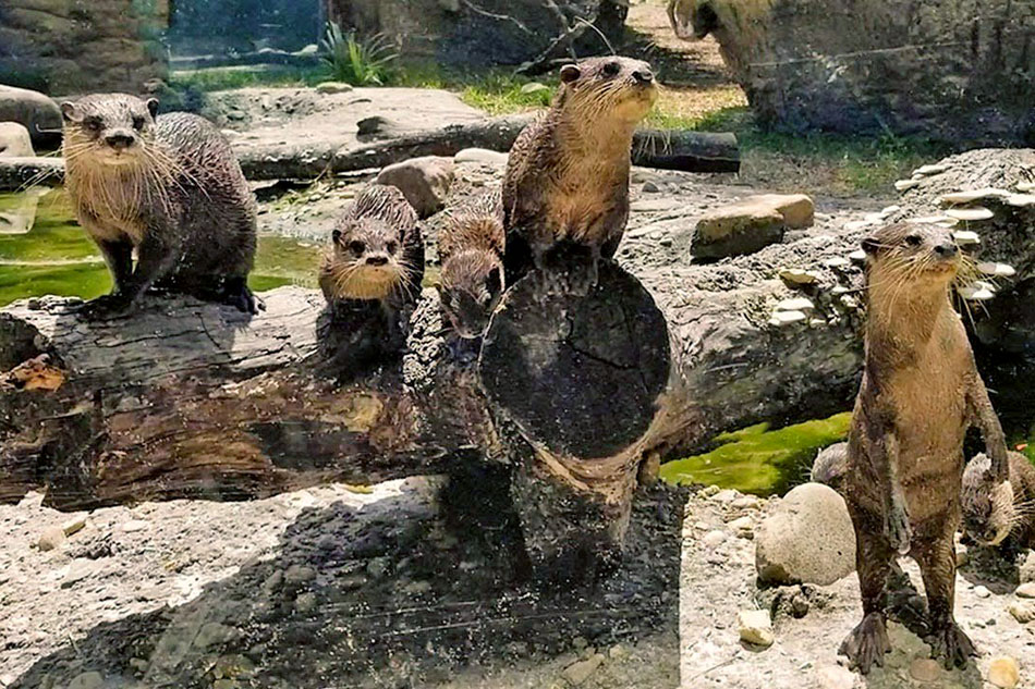 Live Streaming cams Otters Platypus In Zoos