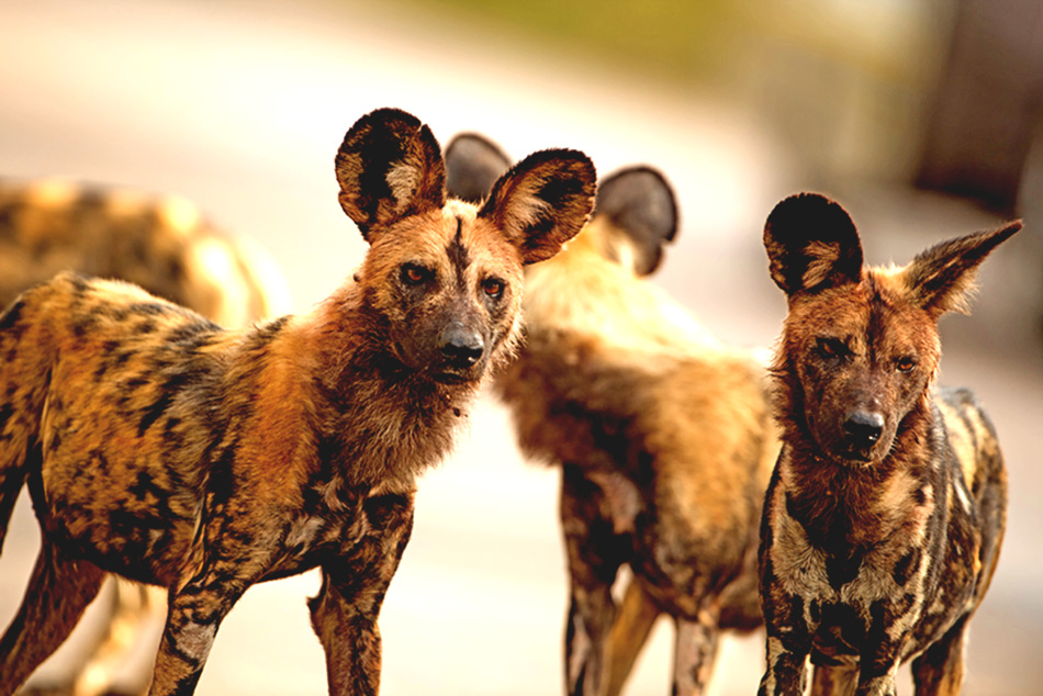 sable in zimbabwe