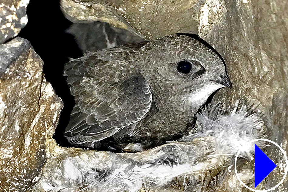 pallid swift on a nest