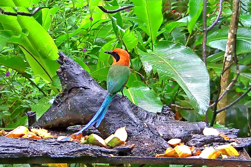 Live Streaming Webcams | Animals and Wildlife | Panama | Central America