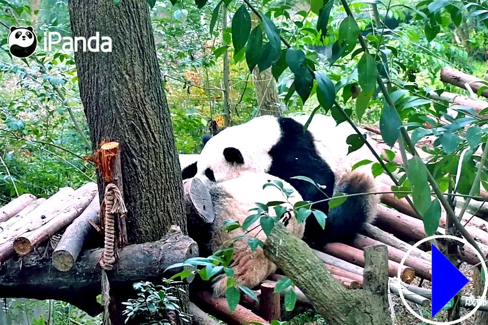 panda cub enclosre in chengdu