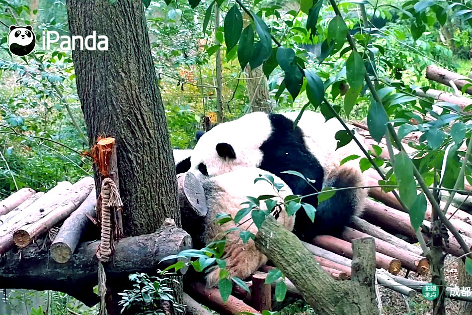 panda cub enclosure in chengdu