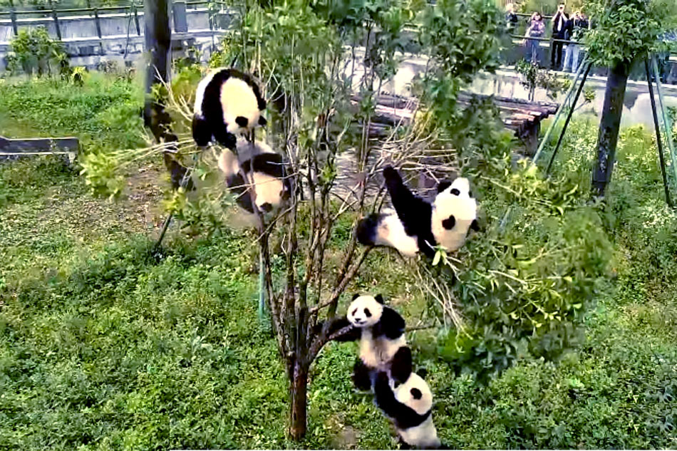 young pandas in a tree