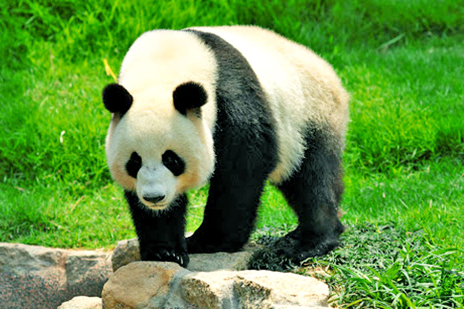 Giant Panda