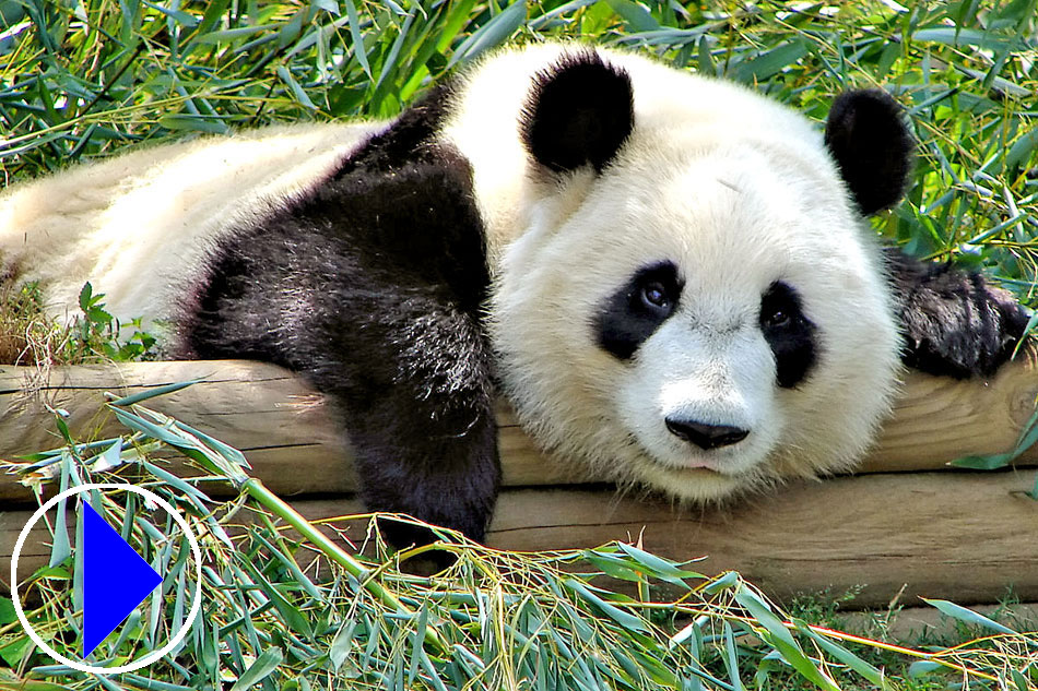 Giant Panda lying on a log