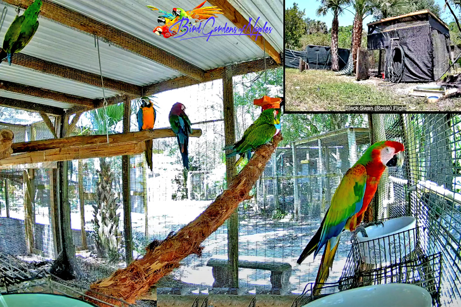 parrots in an aviary