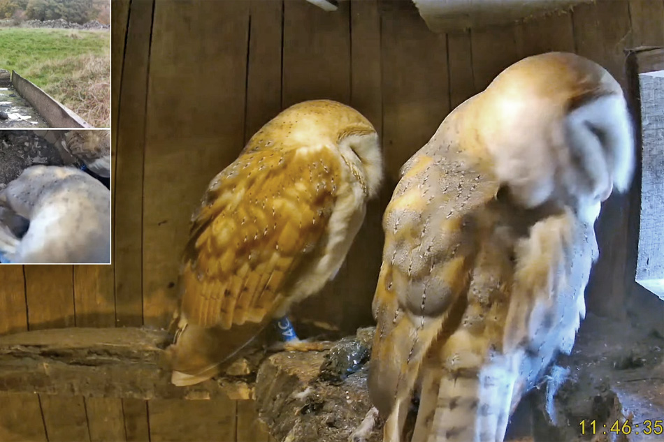 barn owls nesting in the peak district
