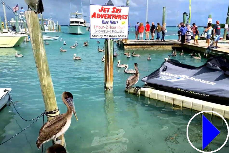 pelican at robbies marina