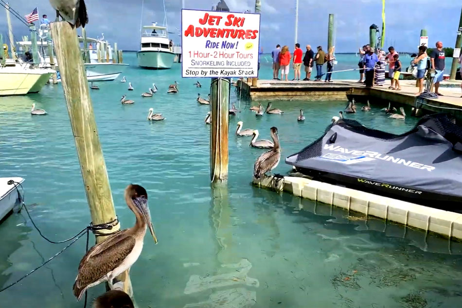 pelicans at robbies marina