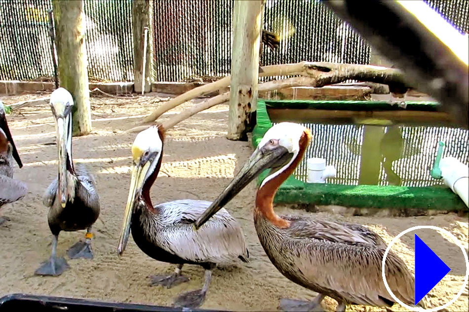 rescued pelicans