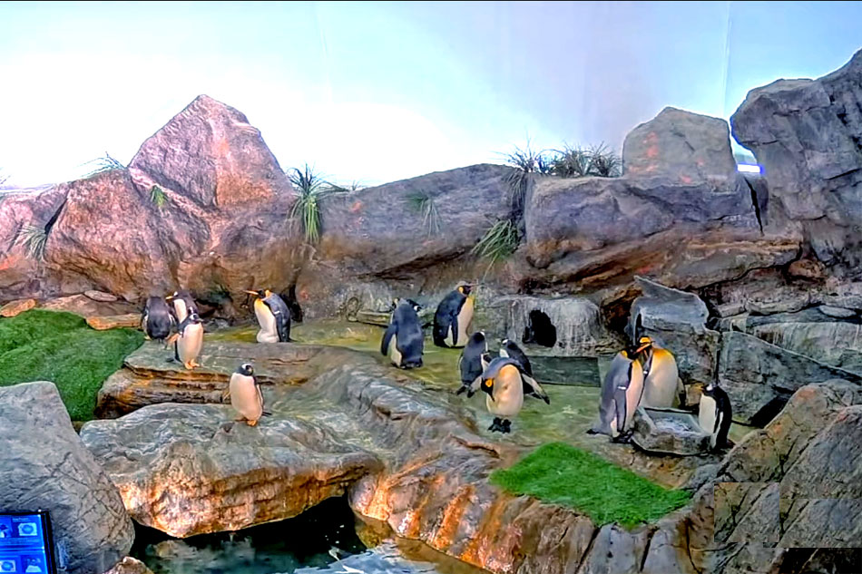 penguins at st louis zoo