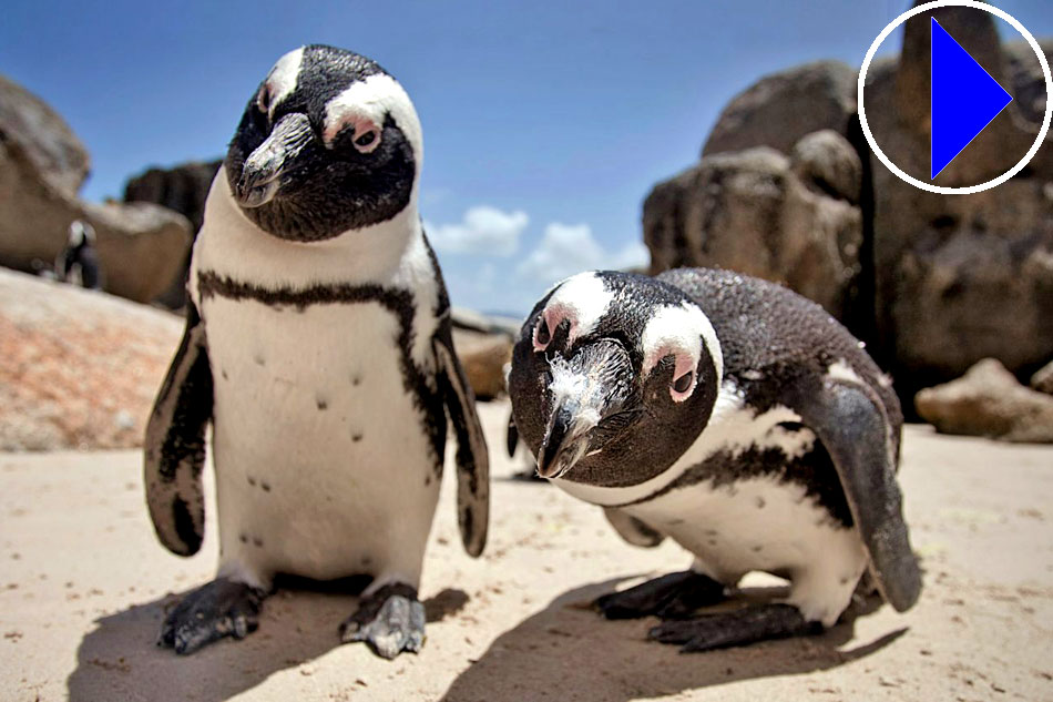 african penguins