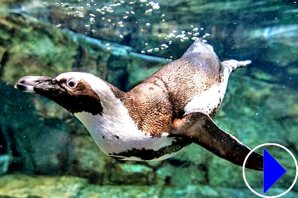 african penguin underwater 