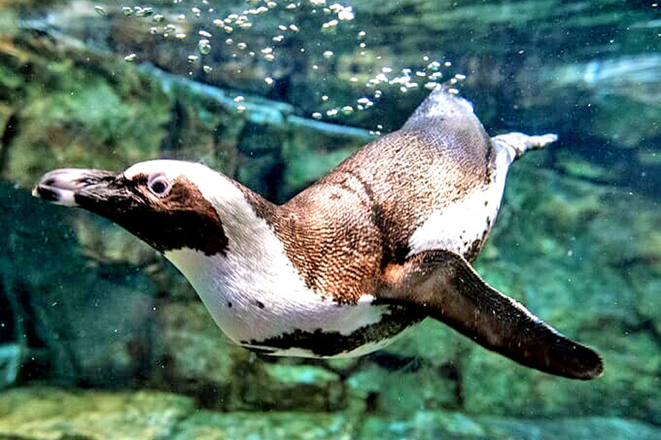 african penguin underwater