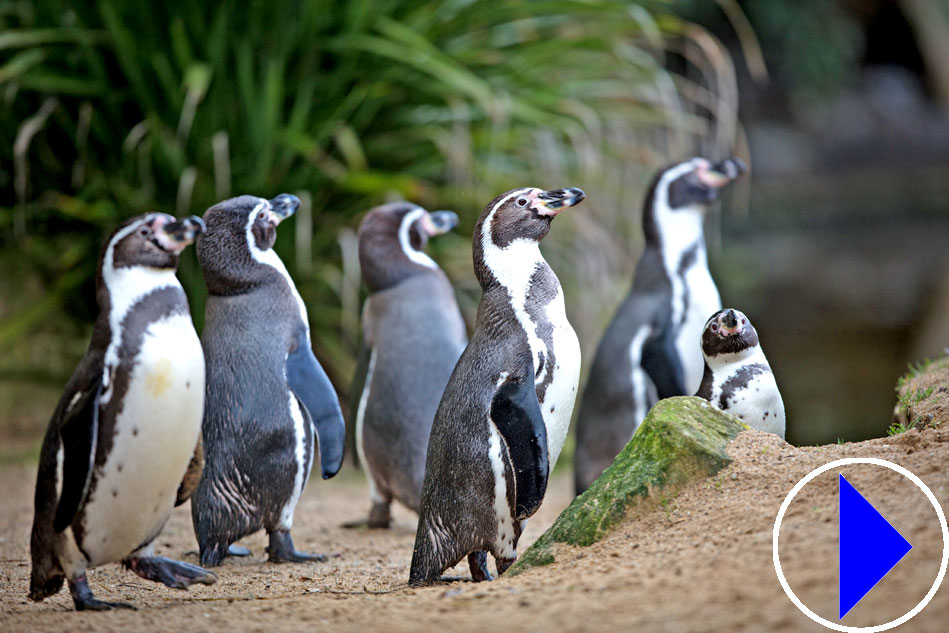 Humboldt Penguins