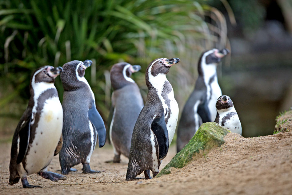 humboldt penguins at dublin zoo