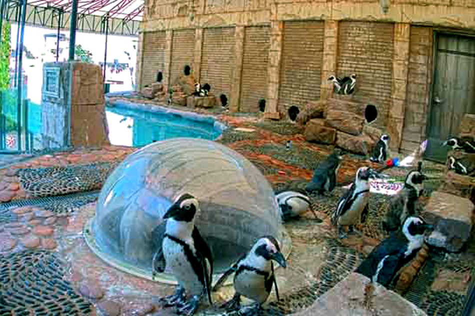 long island aquarium penguins