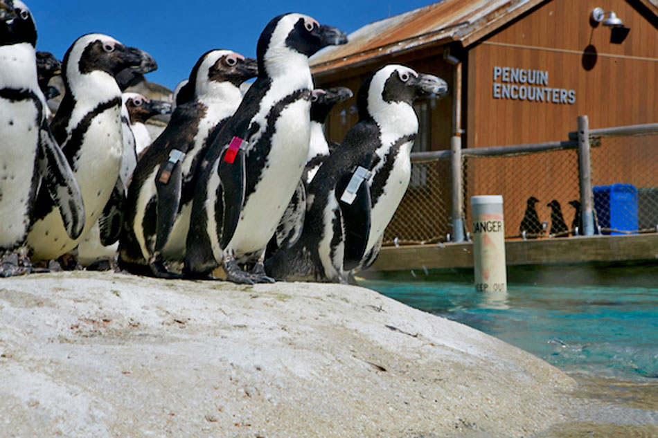 African Penguins