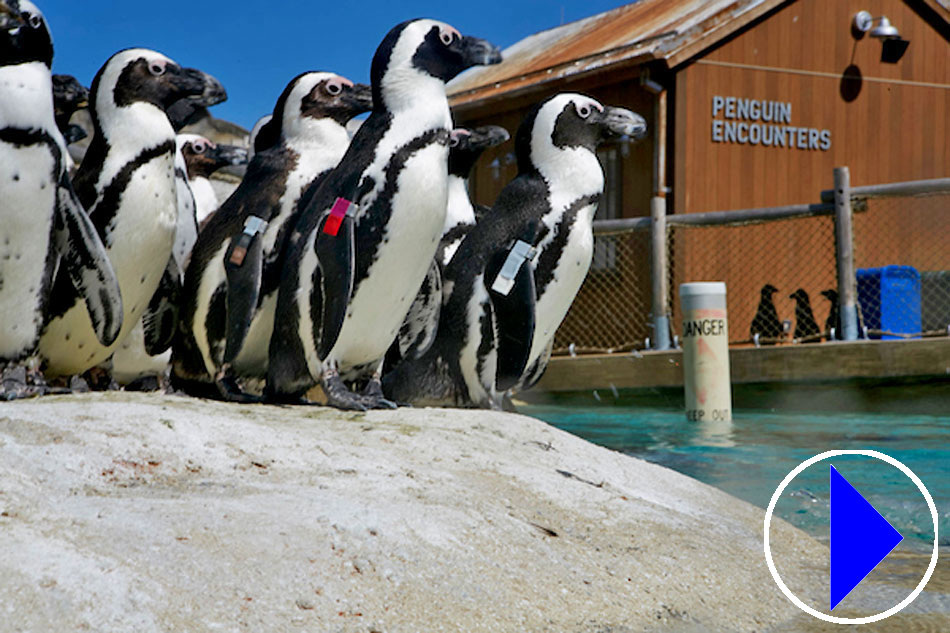 Afican Penquins at Maryland Zoo