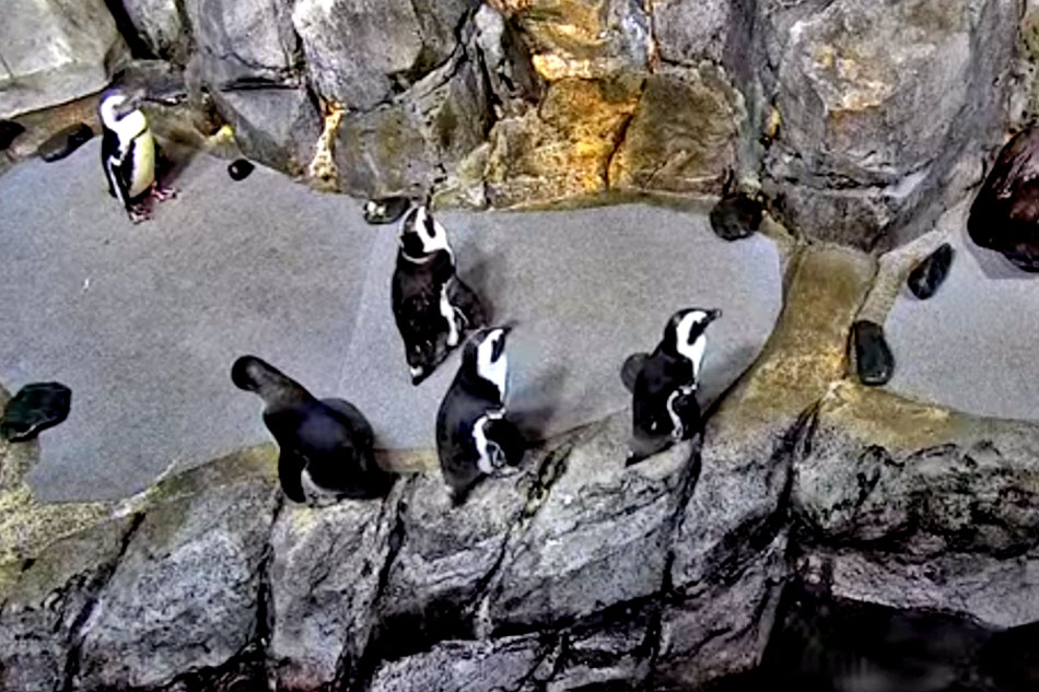 penguins at monterey bay aquarium