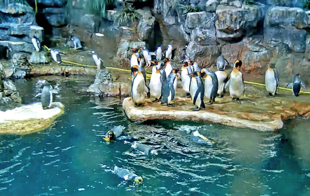 penguins at moody gardens in texas