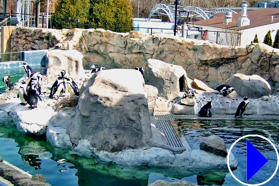 penguins at mystic aquarium