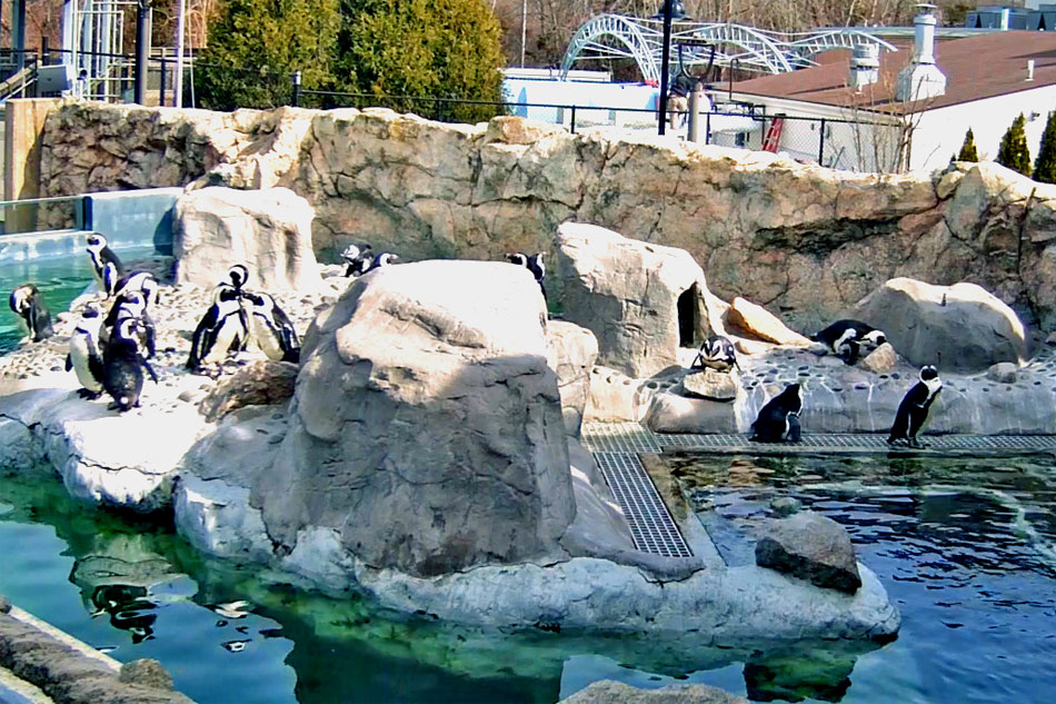 penguins at mystic aquarium