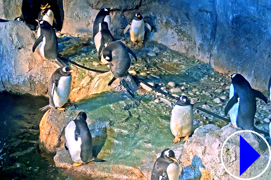 penguins at pittsburgh zoo