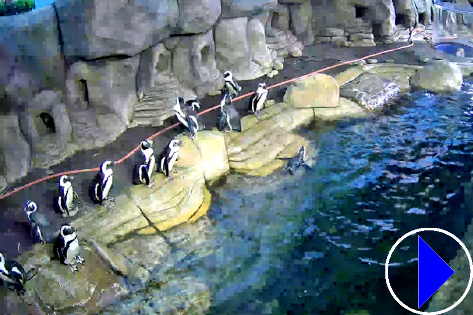 penguins at ripleys aquarium