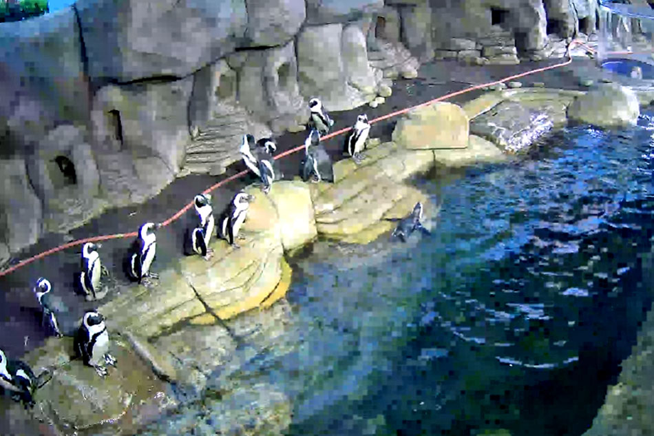 penguins at ripleys aquarium