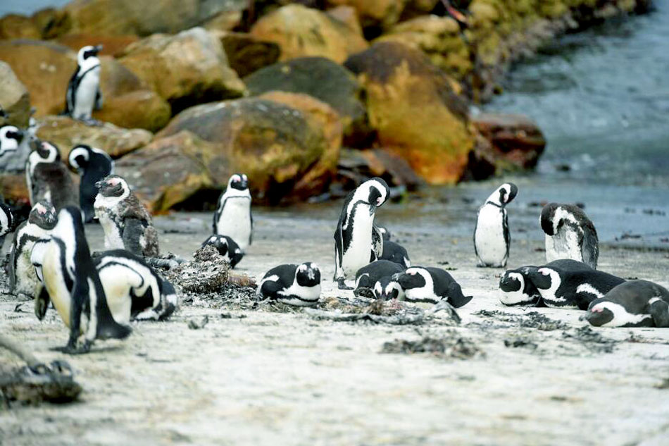 penguins at stony point in south africa
