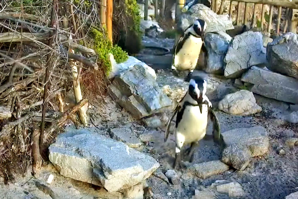 african penguins at stony point