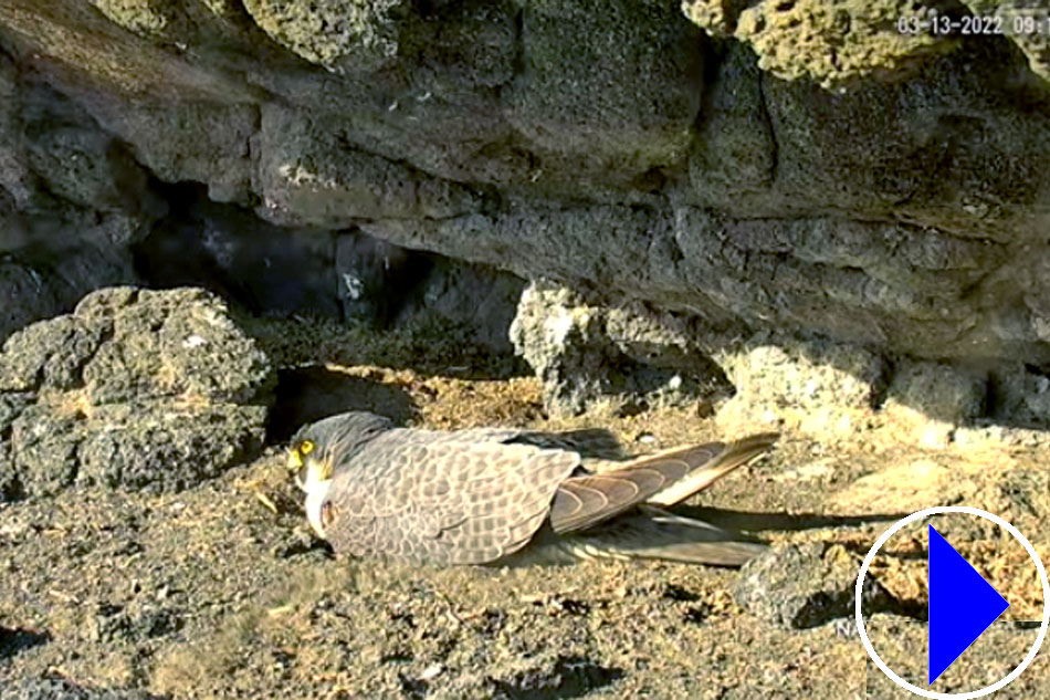 peregrine falcon nesting on anacapa island