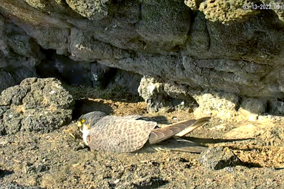 peregrine falcon on anacapa island