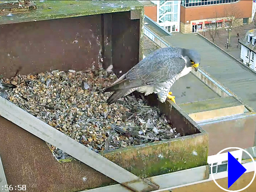 peregrine falcon nest in aylesbury 