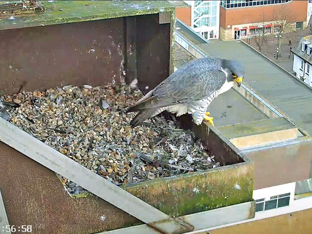 peregrine falcon in aylesbury