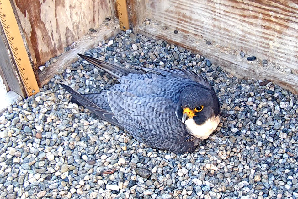 peregrine falcon on its nest