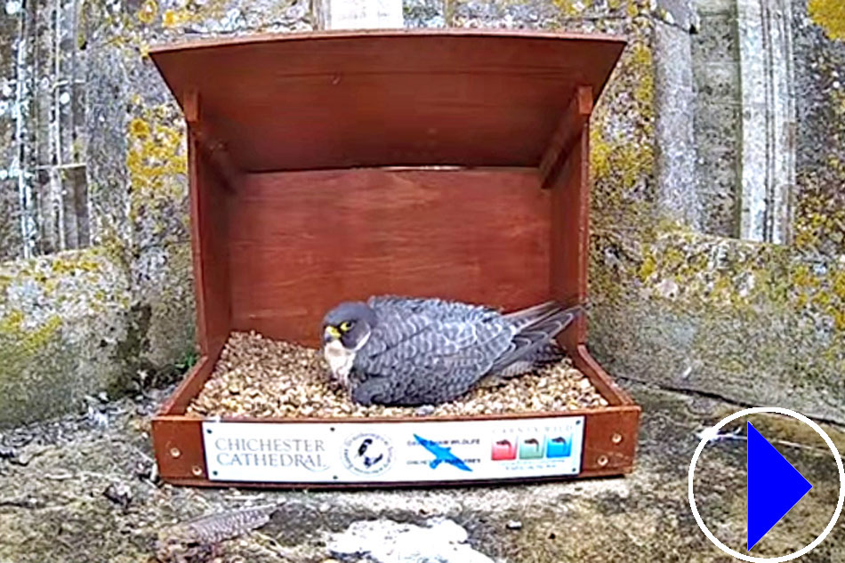 peregrine falcon nesting at Chichester cathedral