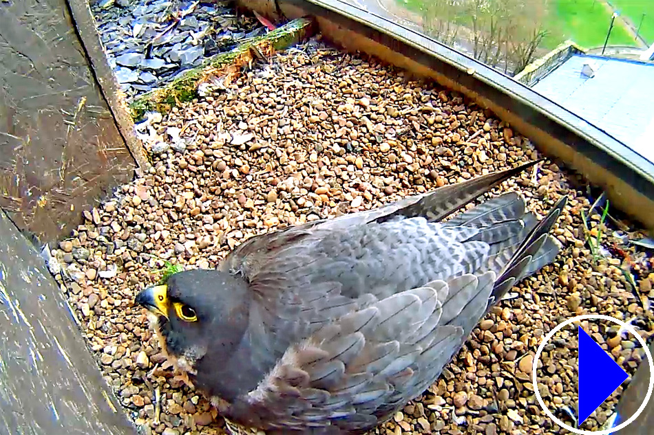 peregrine falcon nesting at derby cathedral