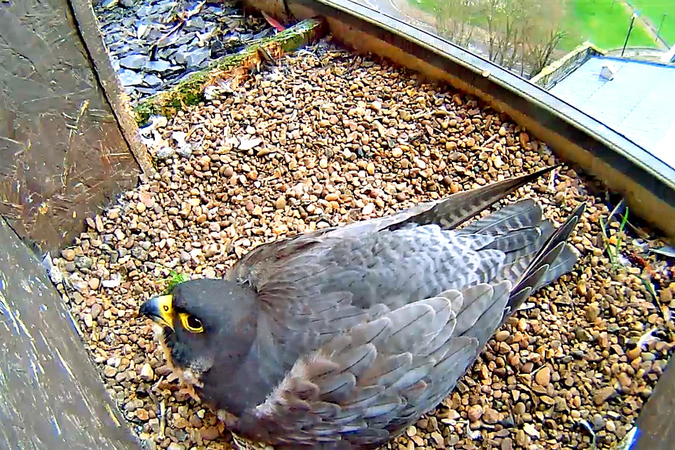 peregrine falcon at derby cathedral